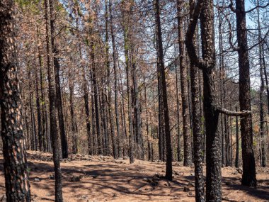 Büyük Kanarya 'daki yoğun çam ağaçları sadece siyah kömür gövdelerini gösteriyor.