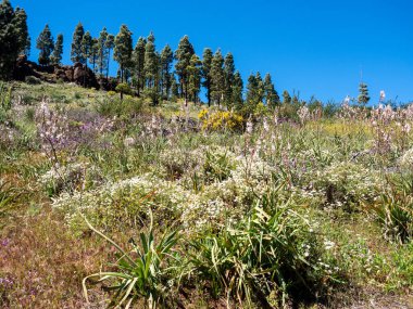Gran Kanarya 'nın dağlarındaki çiçek tarlaları