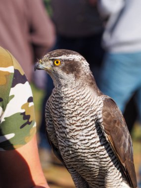 Yetişkin bir şahinin portresi, kazazede Gentilis 'in şahinin yumruğunda