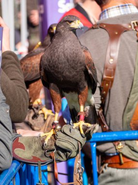 Şahin yumruğunda güzel bir Harris Kartalı portresi