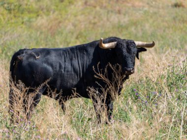 Otlakta otlayan siyah cesur bir boğa.