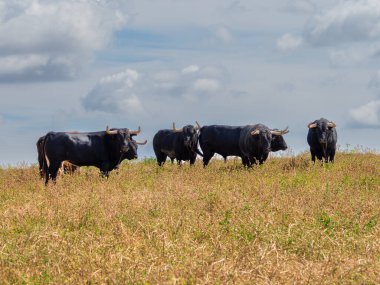 Bir tarlada otlayan siyah boğa sürüsü.