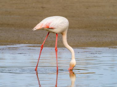 Lagünün dibinden pembe flamingo kuşları yiyor.