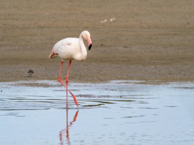 Pembe flamingo kuşu gölde yürüyor