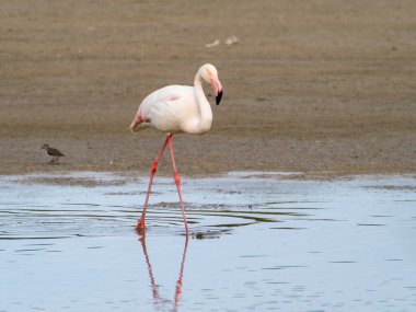 Pembe flamingo kuşu gölde yürüyor