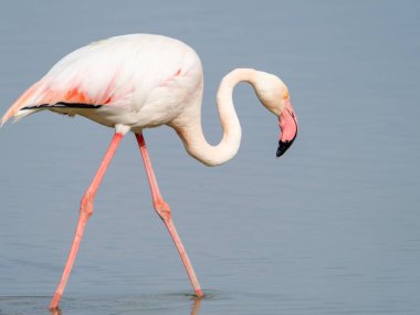 Pembe flamingo kuşu gölde yürüyor