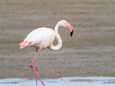 Pembe flamingo kuşu gölde yürüyor