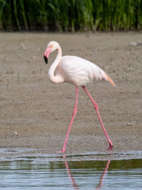 Pembe flamingo kuşu gölde yürüyor