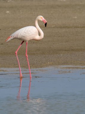 Pembe flamingo kuşu gölde yürüyor