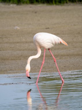 Pembe flamingo kuşu gölde yürüyor