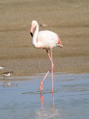 Pembe flamingo kuşu gölde yürüyor