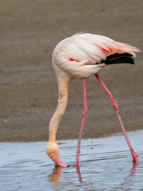 Pink flamingo bird eating from the bottom of the lagoon clipart