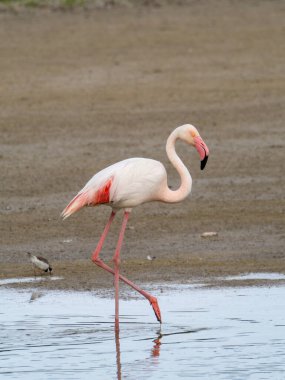 Pembe flamingo kuşu gölde yürüyor