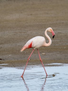 Pembe flamingo kuşu gölde yürüyor