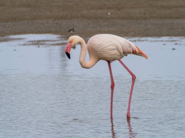 Pembe flamingo kuşu gölde yürüyor
