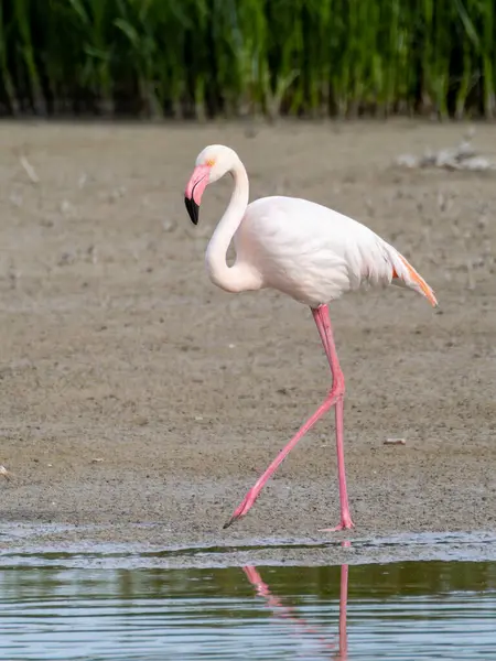 Pembe flamingo kuşu gölde yürüyor