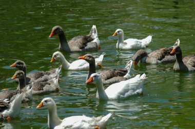 Beyaz ve gri kaz sürüsü gölette yüzüyor.