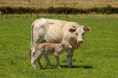 Blanca Cacerena ineği çayırda buzağısıyla otluyor.