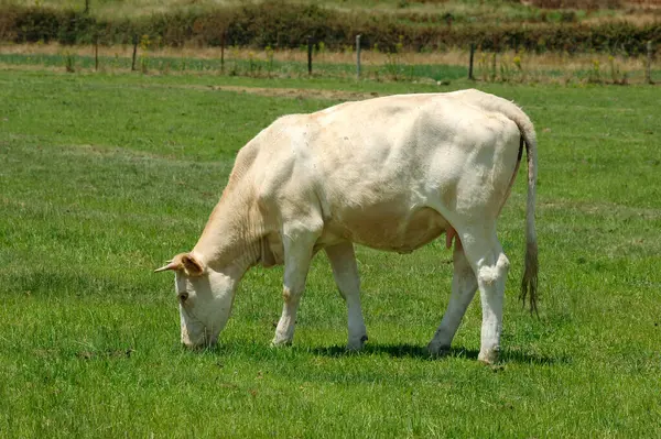 Blanca Cacerena Vaca Prado 'da Yapıştırma