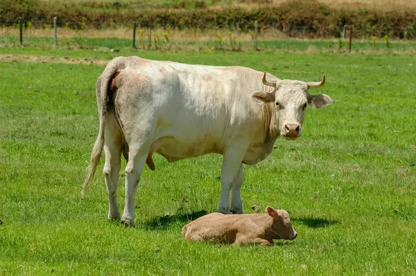 Blanca Cacerena ineği çayırda buzağısıyla otluyor.