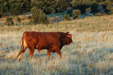 Boğa tarlada yürüyor.