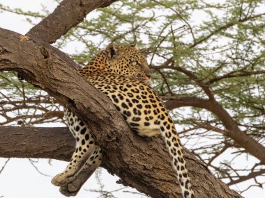 Samburu, Kenya 'da avlandıktan sonra bir akasya üzerinde dinlenen leopar (Panthera pardus)