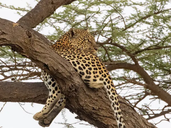 Samburu, Kenya 'da avlandıktan sonra bir akasya üzerinde dinlenen leopar (Panthera pardus)