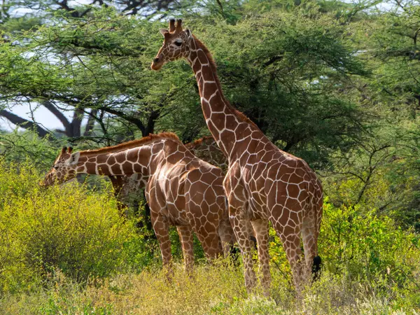Kenya Samburu 'da Zürafa Yeniden Yapılandırıldı