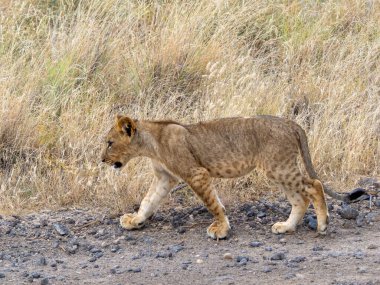 Leon köpek yavrusu (Panter Leo) Samburu Kenia için yürüyor