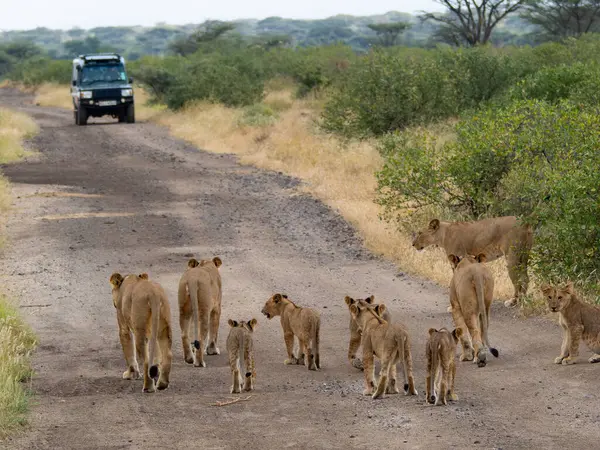 Leonas, köpekleri ile Kenya 'daki Samburu Ulusal Rezervi' nde bir yol boyunca bir safari arabasının önünde yürüyor..