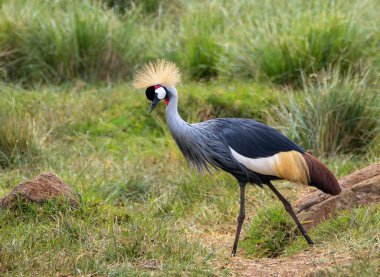 Kenya 'daki Aberdardare Ulusal Parkı' nda çimlerin üzerinde yürüyen Gri Taç Turna.
