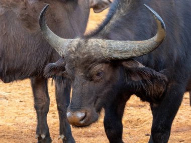 Kenya 'daki Aberdare Ulusal Parkı' nda gölün yanındaki Afrika bufalosu.