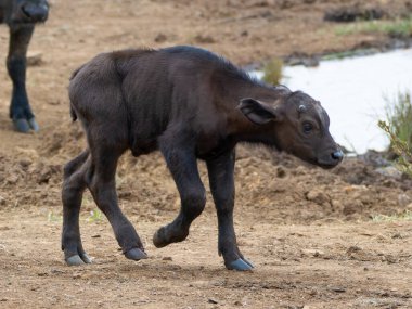 Afrika bufalosu Aberdare Ulusal Parkı 'nda bir gölün yanında yürüyor.