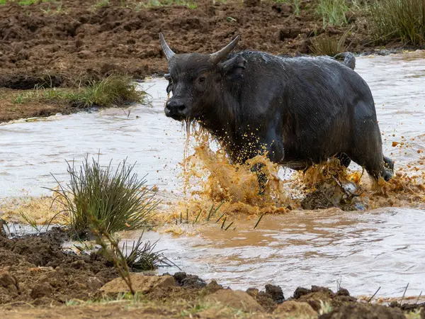 Afrika bufalosu Aberdare Ulusal Parkı 'nda gölden geçiyor.