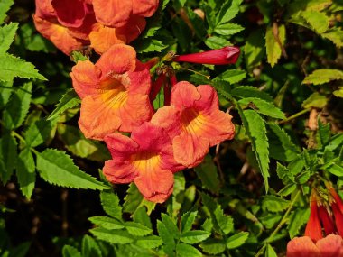 Yeşil yapraklı trompet asması çiçeği. görünümü kapat