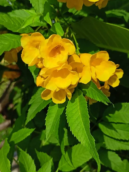 Gul Trumpetbuske Blomma Med Många Gula Färg Färsk Blomma — Stockfoto