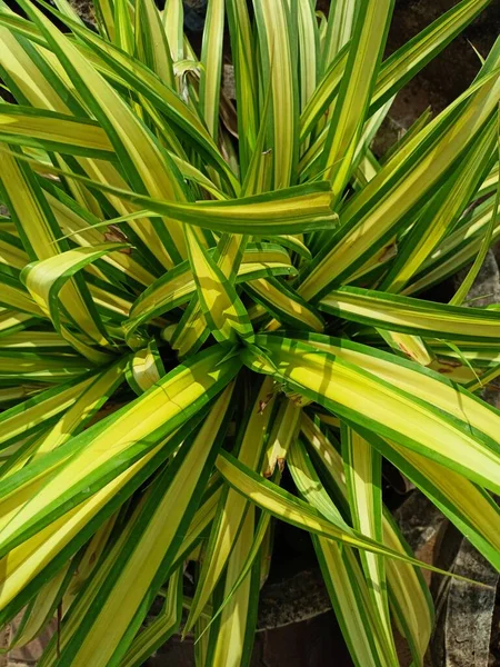 Pandanus Veitchii Pflanzt Viele Farbige Lange Blätter — Stockfoto
