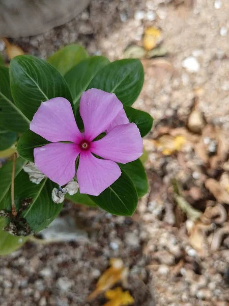 Rosa Periwinkle Andra Namn Gammal Piga Madagaskar Periwinkle Vacker Blomma — Stockfoto