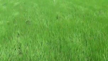 Tarladaki çeltik ağacı ya da pirinç ağacı.