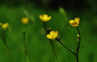 Çimenlerdeki sarı çiçek