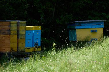 Ormanda bulunan arılar için kanıt. - Evet. Yüksek kalite fotoğraf