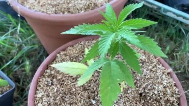 Tıbbi çevrede esrar ya da marihuana yetiştirme, esrar içinde büyüyen genç yeşil bitki, tıbbi reçeteler için marihuana kullanımı. Alternatif tedavi olarak esrar veya marihuana, tıbbi uyuşturucu