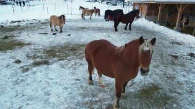 İsviçre köyündeki çiftçilik otlaklarının güzel midilli manzarası, kapalı çiftlikteki safkan midilli atları, kışın Alp Dağları 'ndaki at otlakları. Yüksek kalite 4k görüntü