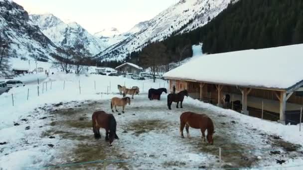 在瑞士村庄的牧场上 纯种马的纯种马 在靠近马厩的密闭牧场上吃草的小马 在令人惊奇的瑞士山岩脚下骑着马 — 图库视频影像