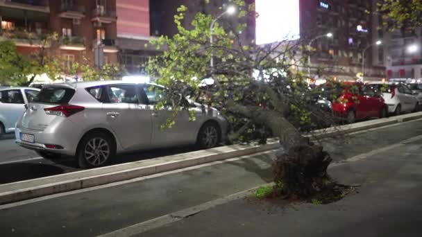 ローマ イタリア 2022 強い風と嵐の後 ローマの通りに自然災害や車のプロパティの損傷 壊れた木は プロパティを破壊駐車車に落ちました 高品質4K映像 — ストック動画