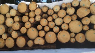 Kırsal kesimde karla kaplı işaretli ağaç gövdeleri endüstriyel üretime hazırlanan ağaç gövdeleri kış mevsimi için ahşap madde korunumu ormanların tahrip edilmesi