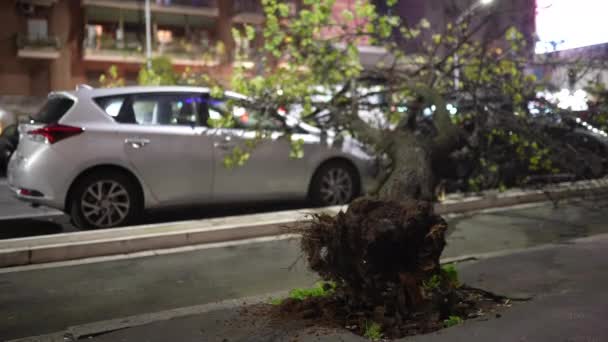 市内の気象緊急事態 強いハリケーンが乾燥した木や駐車車を破壊し 倒木を根絶車の表面を損傷し 道路交通を遮断し 路上で放棄された木の問題 — ストック動画