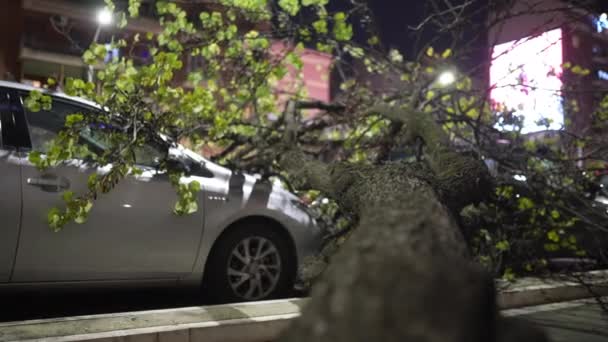 Natural Cataclysm Streets Strong Hurricane Wind Storm Destructed Tree Parked — Stock Video