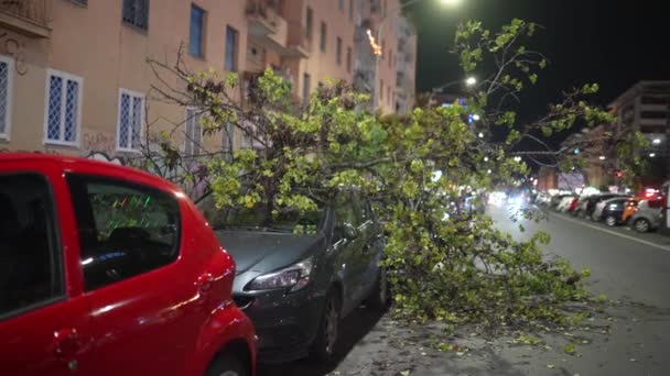Rome Italy January 2022 Uprooted Fallen Tree Destroyed Parked Car — Vídeos de Stock