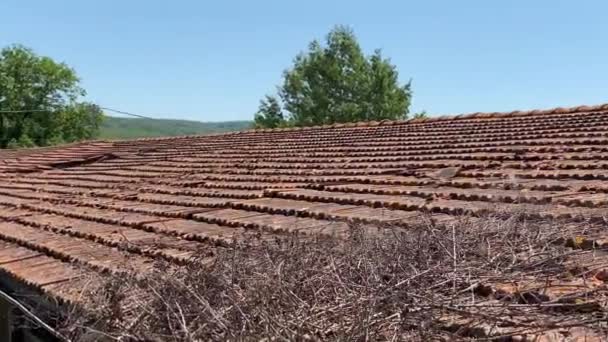 Umbria イタリア 2022年6月18日 ウンブリア地方の田舎に古い破壊された屋上の家 屋上改修前にテラコッタのタイルを解体する労働者 高品質4K映像 — ストック動画